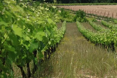 image de paysage de Provence